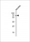 (DANRE) shq1 Antibody (C-term)